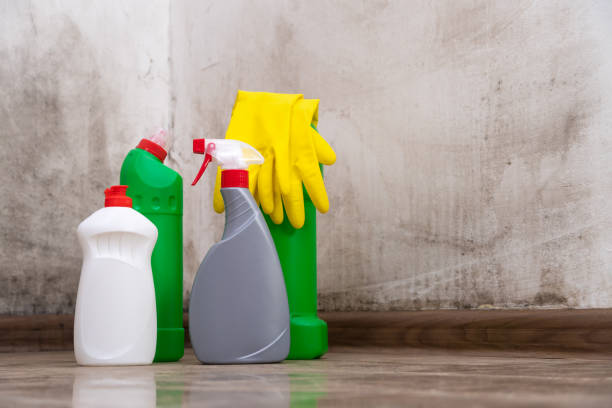 Best Black Mold Removal  in St George, MO